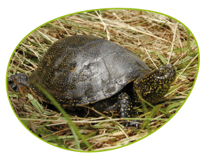 Tortue cistude etang de l'or