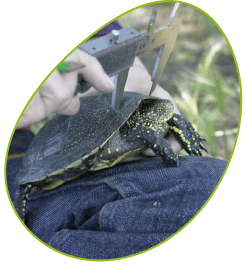 tortue cistude étang de l'or