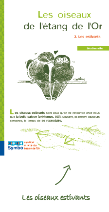 Les oiseaux estivants de l'étang de l'or